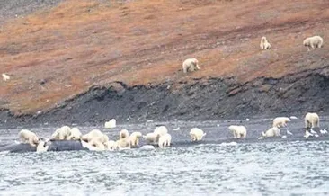 230 kutup ayısı ziyafete katıldı