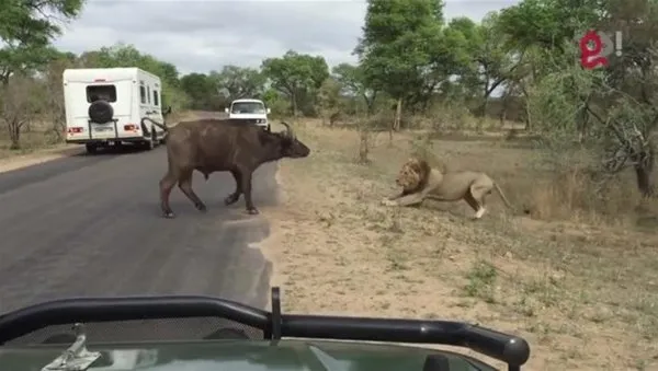 Safariye çıktılar! Gördükleri manzara karşısında hayatlarının şokunu yaşadılar