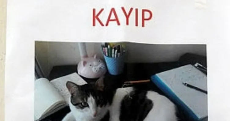 Kaybolan kedi için ‘kayıp’ ilanı