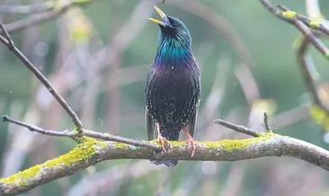 İstanbul’un kuşları bu sergiye kondu!