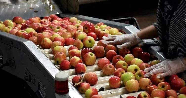 Çorum’da 80 dönüm alanda elma bahçesi kurdu! 14 ülkeye ihracat yapıyor