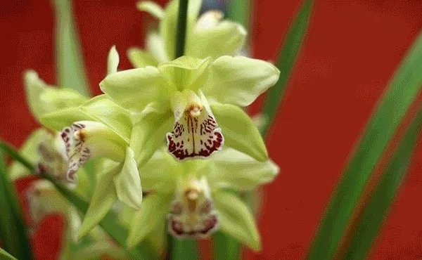 Dünyanın en pahalı 10 çiçeği - Son Dakika Haberler