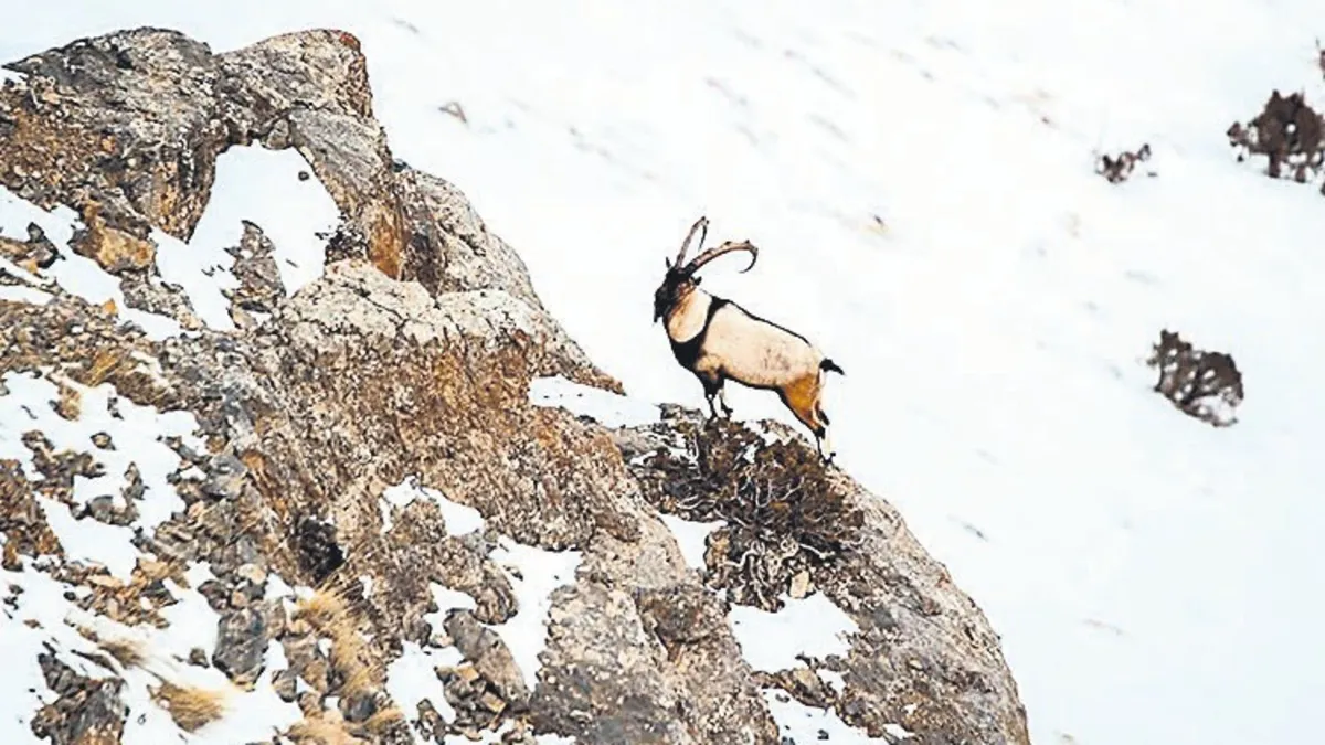 Yaban keçisi avladı 1 milyon ceza yedi