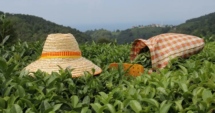 Çay alım fiyatları memnun etti