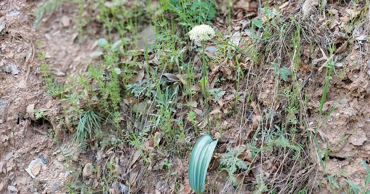 Tunceli’de yeni soğan türü keşfedildi
