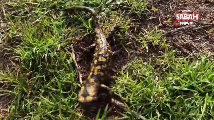 Batman'da benekli Anadolu semenderi görüntülendi | Video