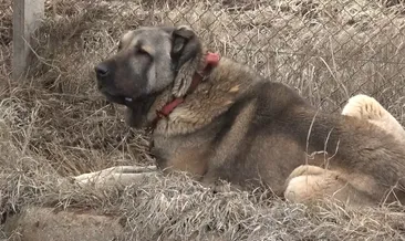 Kangal köpeği çiftliği su altında kaldı