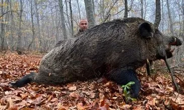 Tokat’ta avlandı: 459 kiloluk domuz şoke etti!