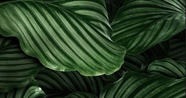 Rüyada Saksıda Canlı çiçek Görmek Rüyada Saksıda Canlı çiçek Görmek