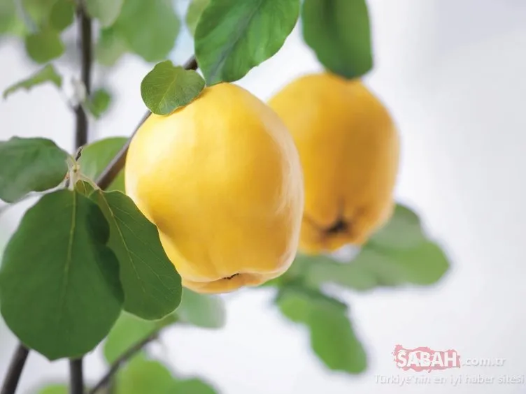 ayvanin kabugunu sakin cope atmayin ayva kabugu faydalari ile sasirtiyor sayfa 2 kadin haberleri