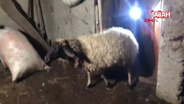 kars ta suruye saldiran kurtlar 35 koyunu oldurdu video