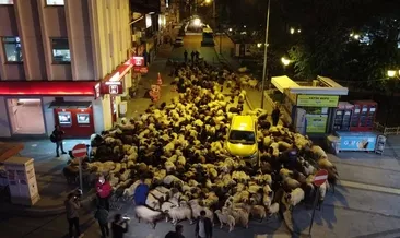 Yaylaya göç Tokat’ta görüntülendi