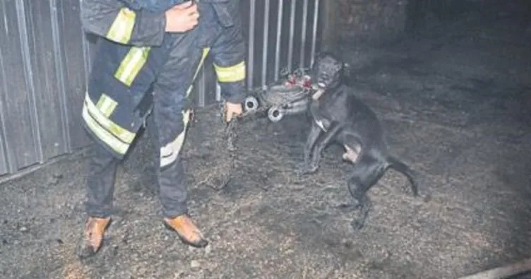 Alevlerin içinden köpeği kurtardılar