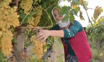 ABD-Çin rekabeti Türk üzümüne yaradı