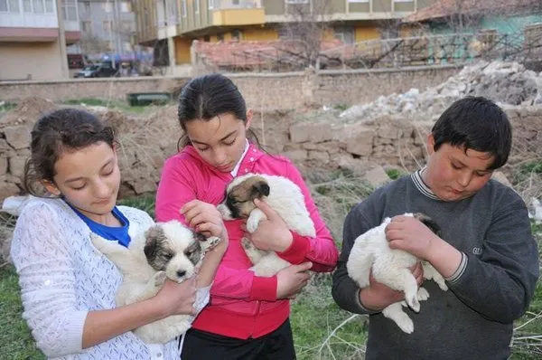 Hamile köpek dövülerek öldürüldü