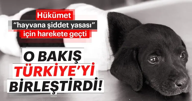 Yavru köpeğin acısı Türkiye’yi birleştirdi