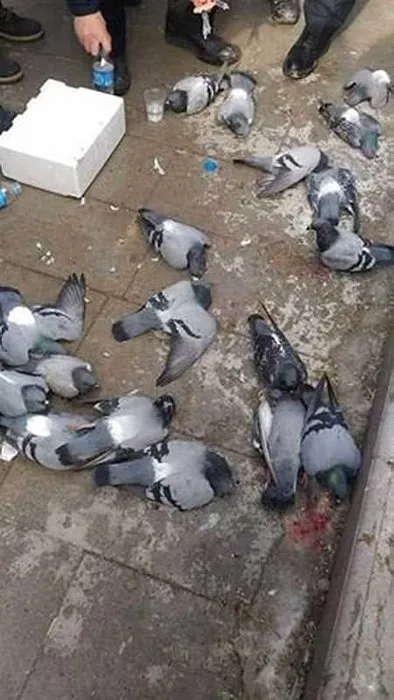 Kırıkkale’deki güvercin katliamının nedeni belli oldu
