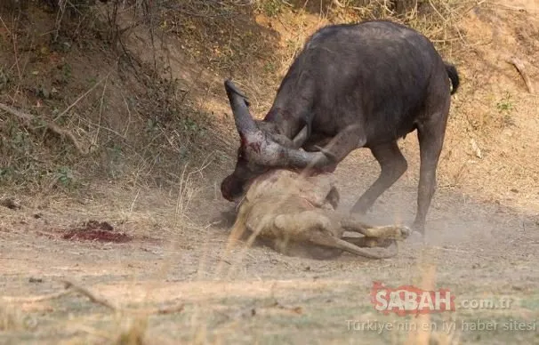 Vahşi doğanın acımasız yüzü! Tek sandığı bufaloya saldırmak isteyen aslanın feci sonu...