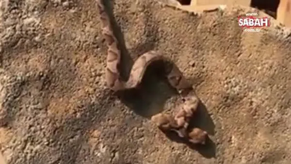 İki başlı zehirli yılan ABD'de bulundu! Anatomisi incelemeye alındı...