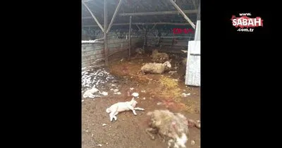 Düzce’de kurtlar 13 koyunu parçalayarak öldürdü | Video