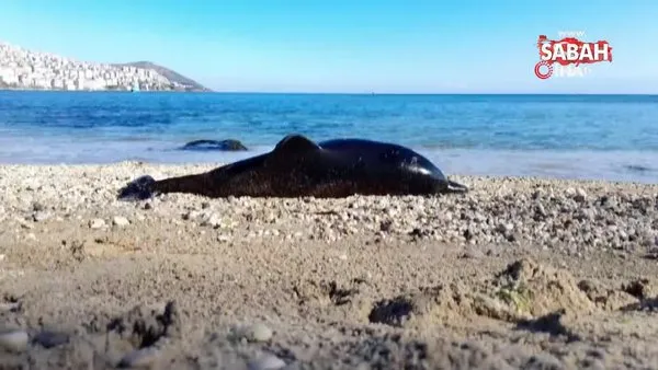 Sinop’ta ölü yunus sahile vurdu | Video