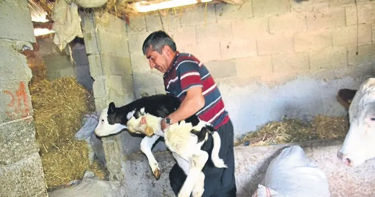 Buzağıya protez ayak taktıracak
