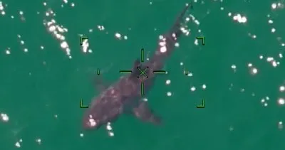 ABD’de sahilde dev köpekbalığı paniği | Video