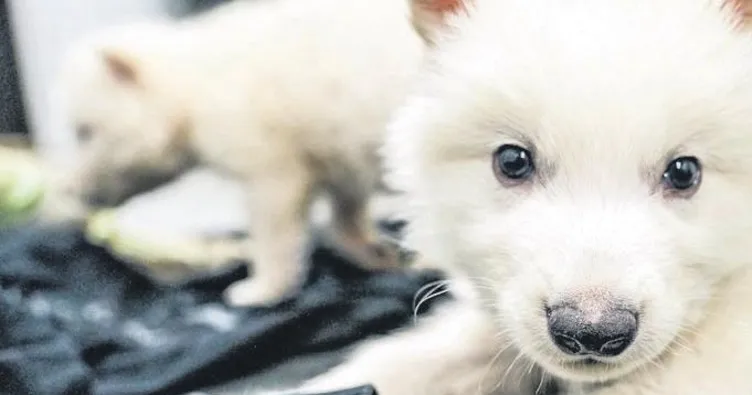 Nesli tükenen ‘ulukurtlar’ geri döndü