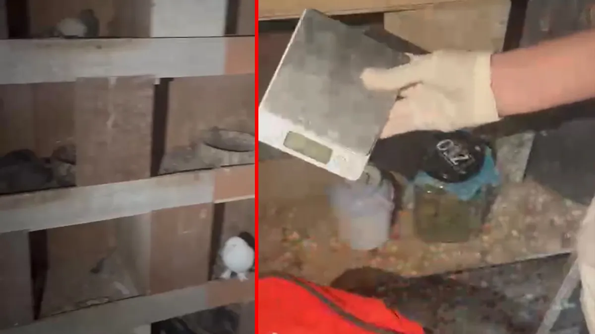 Kağıthane’de kuş kümesine uyuşturucu operasyonu! Şüphelinin ifadesi pes dedirtti: Teraziyi fazla yem vermemek için… Kağıthane’de kuş kümesine uyuşturucu operasyonu! Şüphelinin ifadesi pes dedirtti: Teraziyi fazla yem vermemek için…