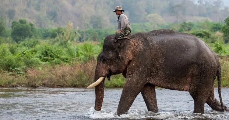 Tayland’daki ünlü fil sahibini öldürdü