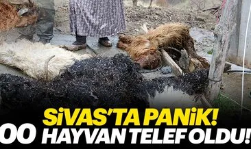 Sivas’ta koyun- keçi vebası paniği