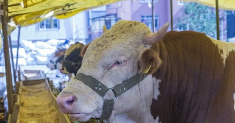 Et ve Süt Kurumu kurbanlık alım fiyatları 2022: Satılamayan kurbanlıklar ne olacak, ne kadara alınacak? Büyükbaş - küçükbaş kurbanlık kg alım fiyatı ne kadar, kaç TL?