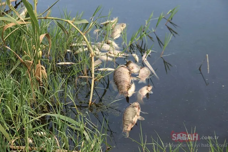 Büyük Menderes Deltası’nda toplu balık ölümleri tedirgin etti