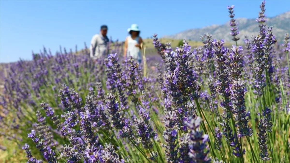 48,8 milyon metrekare Hazine arazisi tıbbi ve aromatik bitki yetiştirilmek üzere kiralandı 48,8 milyon metrekare Hazine arazisi tıbbi ve aromatik bitki yetiştirilmek üzere kiralandı