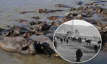 Devlet destek verdi! Sayı yediye katlandı! Vatandaşın geçim kaynağı oldu... #tokat
