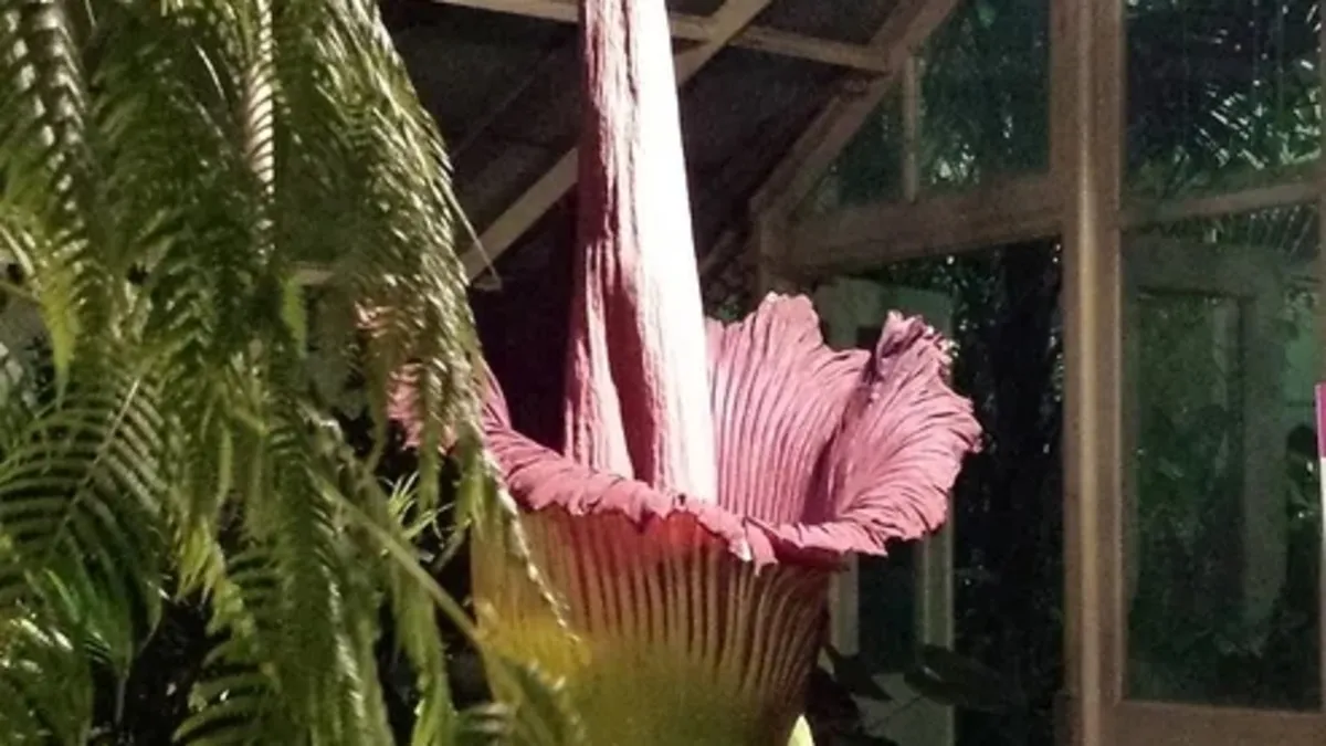 Ceset çiçeği şaşkınlık yarattı! Kokusu duyanları kaçırıyor