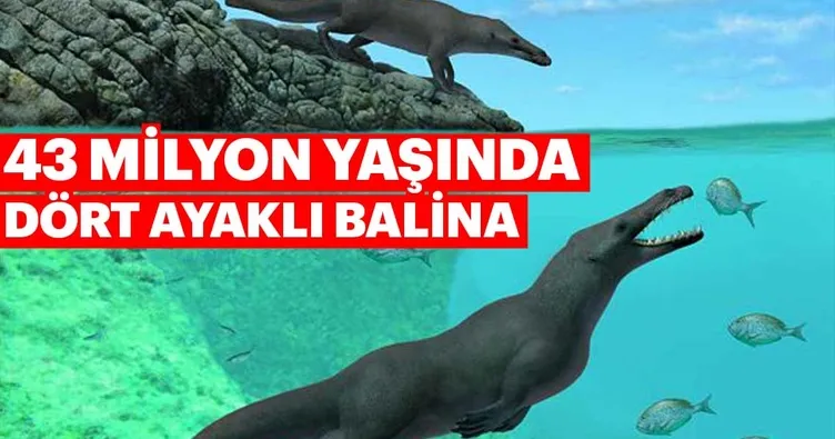 43 milyon yaşında dört ayaklı balina