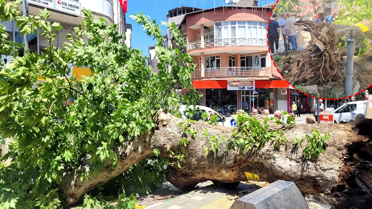 Bursa’da faciaya ramak kala! Asırlık çınar ağacı yola devrildi Bursa’da faciaya ramak kala! Asırlık çınar ağacı yola devrildi