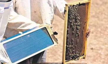 Arı zehrinin fiyatı dudak uçuklatıyor