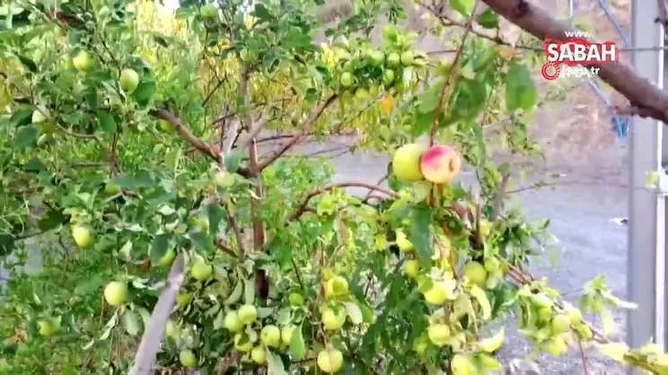 Son dakika haberi... Bilim insanlarından Adıyaman'daki şaşkına çeviren ağaç hakkında 'Mutasyon' açıklaması | Video