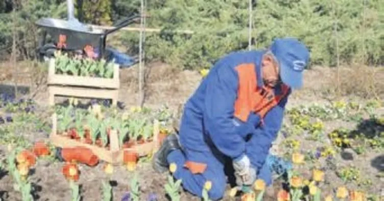 Mamak Belediyesi, 50 bin mevsimlik çiçek dikti