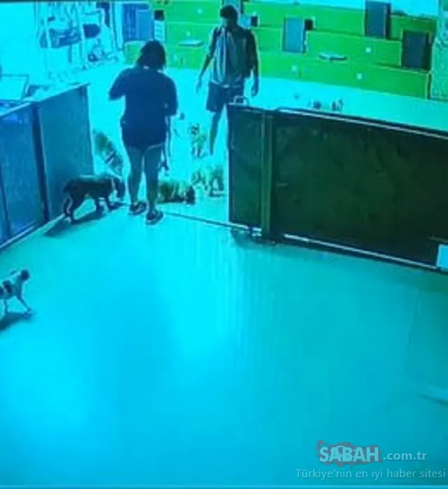 Yurt dışına çıkarken bırakmıştı! Köpek otelindeki ölüm savcılığa taşındı