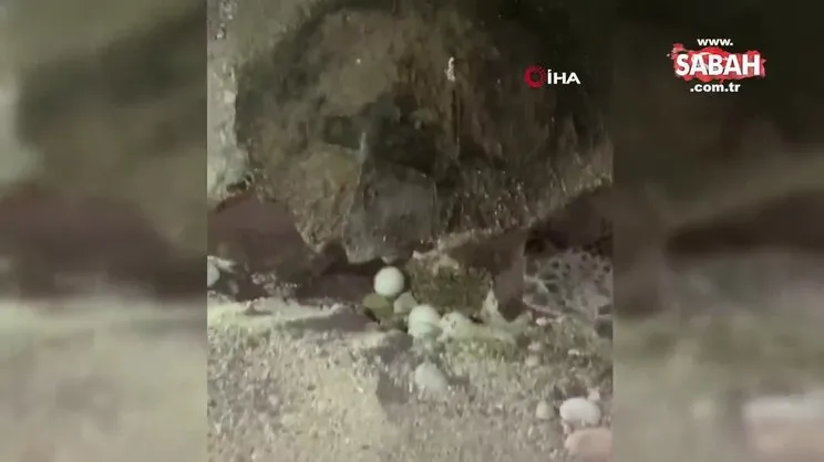 Nesli tükenmekte olan Caretta Carettayı yumurtlarken flaşla rahatsız ettiler | Video