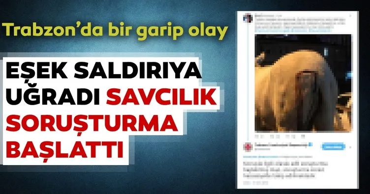 Trabzon’da eşek saldırıya uğradı, başsavcılık soruşturma başlattı