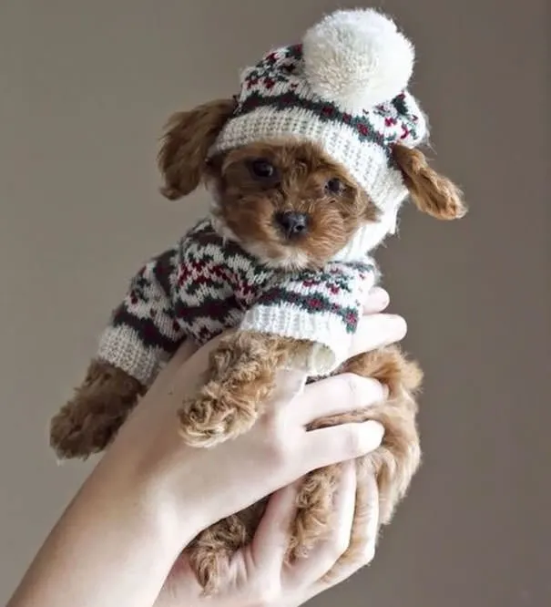 Hayvanlar için kış modası!