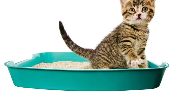 Kediler Ne Yer, Ne İle Beslenir? Sokak Ve Ev Kedilerinin En Çok Sevdiği Yiyecekler İçecekler Nelerdir?
