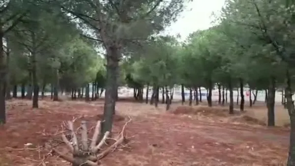 CHP'li Burhaniye Belediyesi’nden ağaç katliamı | Video