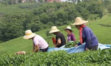 Çay ihracatındaki artış devam ediyor