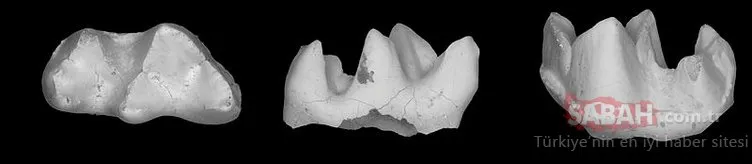 Diş fosili 20 milyon yaşındaki yırtıcıyı ortaya çıkardı