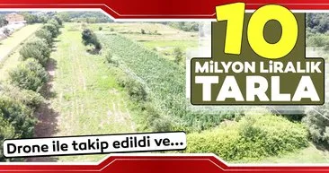 10 milyon liralık kenevir tarlasının zanlıları tutuklandı